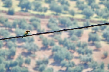 Bee-eaters (Merops apiaster), migratory birds from Africa, perched on a wire over a field of olive trees in Andalusia (Spain)