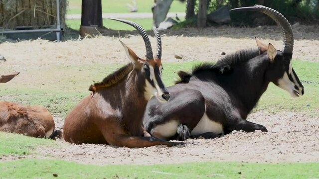 Male and female  Sable antelope (hippotraginae niger) seated on ground 