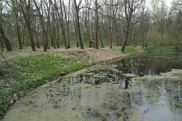 Rędziński Forest in Wroclaw, Poland