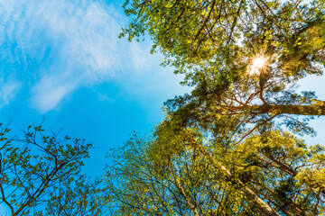 Variety crowns of the trees in the summer forest against the cloudy sky. Bottom view of the trees