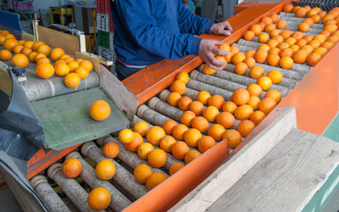 The production line of citrus fruits: organic tarocco oranges in a conveyor belt during the manual selection phase - 432403477