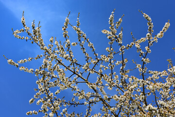 Delicate white cherry blossoms on a branch with petals in spring against a blue sky