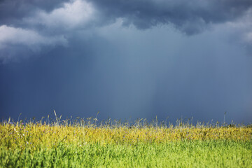 green wheat field and cloudy sky. Sown farm field with wheat and cereal. Spikelets of barley and...