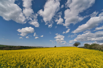 Obraz premium Blooming canola field. Bright Yellow rapeseed oil. Flowering rapeseed. with blue sky and clouds