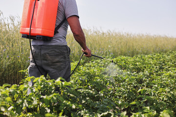 A farmer with a mist sprayer treats the potato plantation from pests and fungus infection. Use chemicals in agriculture. Agriculture and agribusiness. Harvest processing. Protection and care - obrazy, fototapety, plakaty