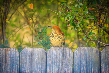 Beautiful Endangered Salt-marsh Sparrow on a fence