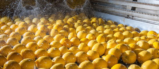 The working of citrus fruits: primofiore lemons of the variety Femminello Siracusano during the washing process - 432404280
