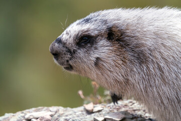 Closeup of a cute yellow-bellied marmot sitting on a grey and purple rock. Marmota flaviventris in its natural habitat in Glacier National Park, Montana, USA. Wildlife of American Rockies