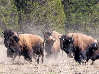 Bisontes 