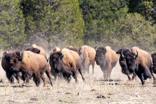 Bisontes