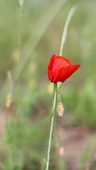 Obraz premium Papaveri