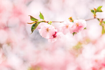 Amazing pink cherry blossoms on the Sakura tree. Beautiful spring tree.