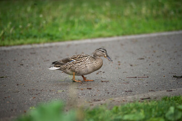 portrait of one duck walking on the road