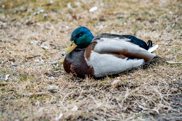 Naklejka na ściany i meble Mallard wild duck sitting on the grass in the city park (779)