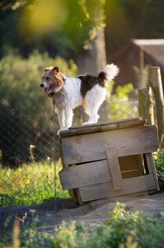 mały tr&oacute;jkolorowy pies stojący w łańcuchu na dachu swojej budy