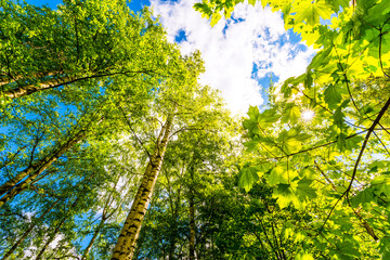 Fototapeta premium Summer in a mixed forest, the sun shines through the foliage. Close up view through maple leaves from the ground level