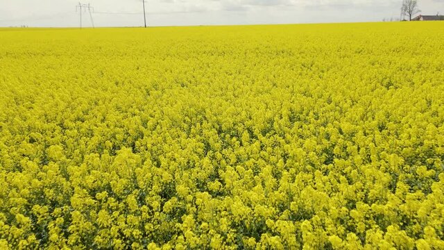 Drone footage of a rape field in full bloom. Video was filmed while flying the drone at low altitude over the field. Aerial view of a rapefield shot from a drone 
