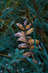 frozen mountain ash leaf in early frosts