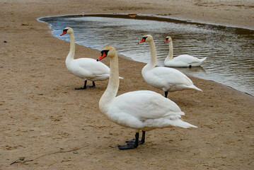 Swans © Robert