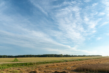 Obraz premium An empty agricultural field after harvesting. A dirt road runs through the field. Summer landscape, blue sky and clouds. Agro-industrial complex near the forest in an ecological place