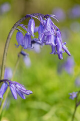 Close up of a common bluebell (hyacinthoides non scripta) flower in bloom