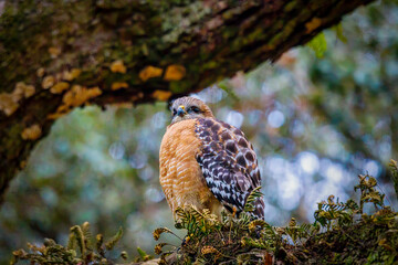 Beautiful and unique Red-Shoulder Hawk in nature