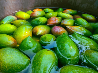 Mangoes, summer season fruit