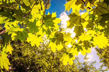 Summer in a mixed forest, the sun is behind foliage. Close up view through maple leaves from the ground level