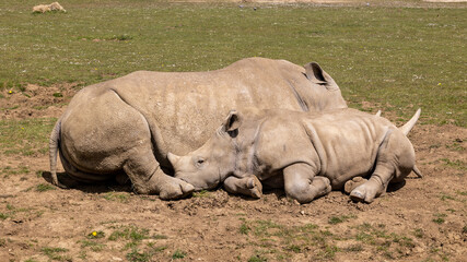 Fototapeta premium white rhino with calf snuggled on the grass