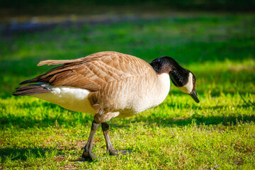 Beautiful Canadian Geese in the wild