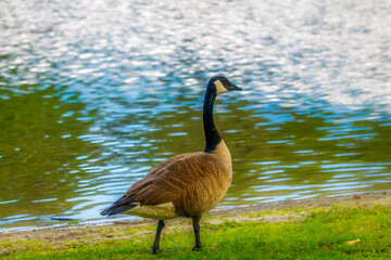 Fototapeta premium Beautiful Canadian Geese in the wild