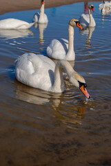 Swans swim lake © Robert