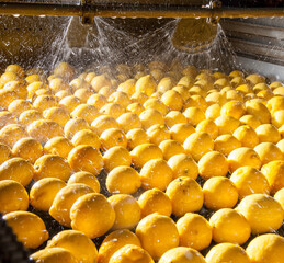 The working of citrus fruits: primofiore lemons of the variety Femminello Siracusano during the washing process - 432407815