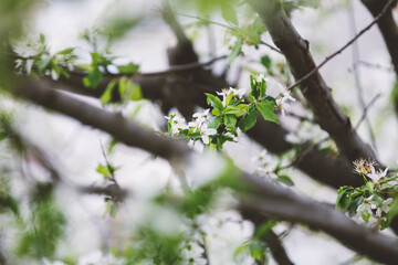Nature background with blooming cherry tree