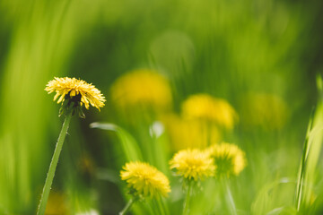 Beautiful summer floral background with yellow dandelion