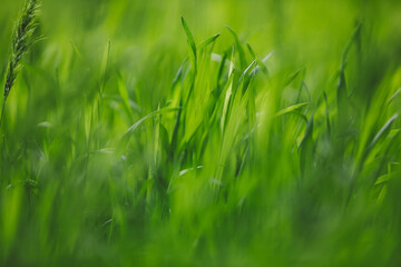 Fresh green grass lawn, leaves close-up outdoors