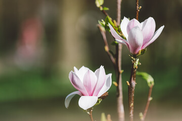 Blooming magnolia tree flowers on branches