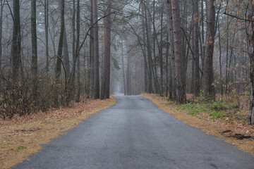 road in the forest with fog
