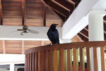Cuerno negro, sentado en una baranda