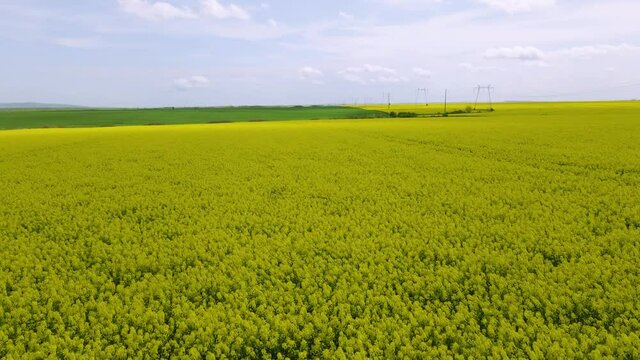 Drone footage of a rape field in full bloom. Video was filmed while flying the drone at close proximity of the field at the begining and picking altitude gradualy over the field. 