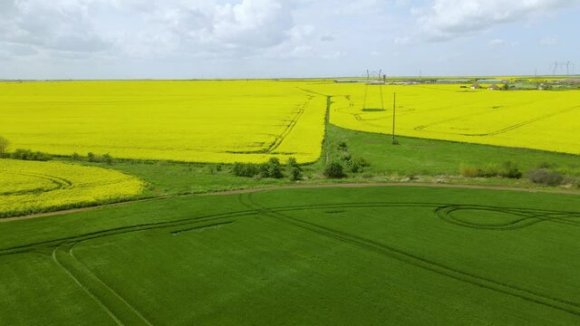 Drone footage of a rape field in full bloom. Video was filmed while flying the drone at high altitude over the field. Aerial view of a rapefield shot from a drone.