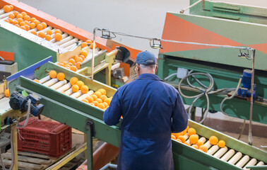 The working of citrus fruits - 432408462