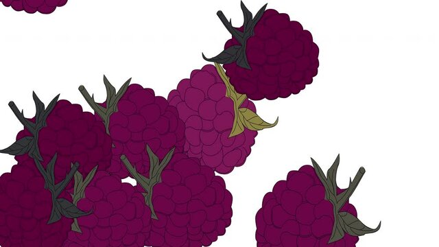 Red fresh raspberry falling. Background animation.	