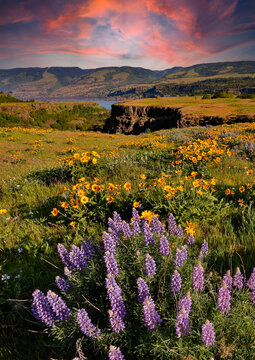 Lupine And Balsom Root Flowers At Peak Bloom At Sunset At The Tom McCall Preserve Near Rowena In The Columbia River Gorge National Scenic Area, Oregon