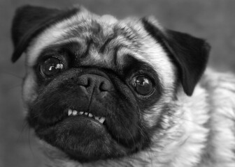 The Smiling Pug