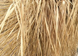 Background of dry yellow grass