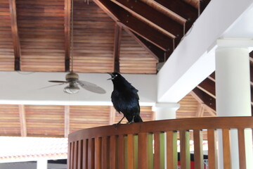 Cuervo negro, ave ex&oacute;tica