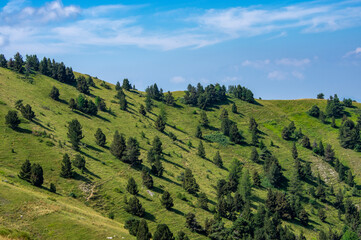 Sapins dans les alpages