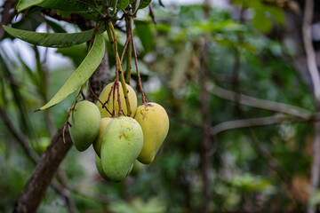 Mangoes hang from branches in the mango garden