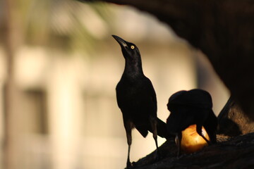 Familia de p&aacute;jaros negros, Aves ex&oacute;ticas